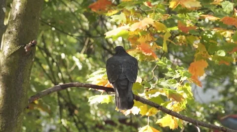 Pigeon on a branch Stock Footage 43799842
