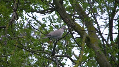 Pigeon on the branch Video stock 106635517