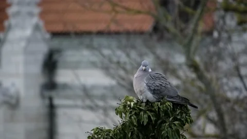 Pigeon in branch Stock Footage 144080330