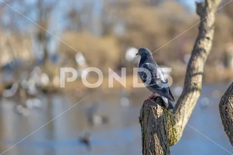 Pigeon on a branch in park Stock Photos