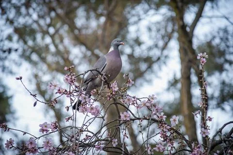 Pigeon on branch Stock Photos