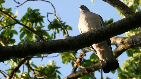 Pigeon on the branch at sunset 库存影片 131449254