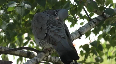 Pigeon On A Branch Of A Tree Stock Footage 67876425