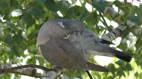 Pigeon On A Branch Of A Tree Stock Footage 67876464