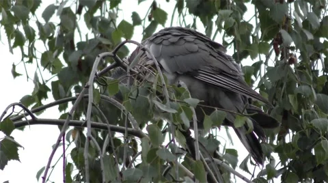 Pigeon On A Branch Of A Tree Stock Footage 67876531