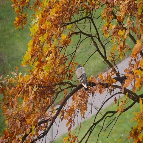 Pigeon On A Branch Of A Tree Stock Footage 69445686