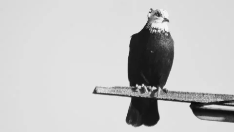 A pigeon from a breed doing back flips while flying, against the sky, close- Vídeos de archivo 220317984