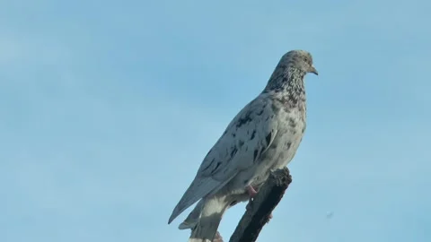 A pigeon from a breed doing back flips while flying, marble coloring, agains 스톡 동영상 220317987
