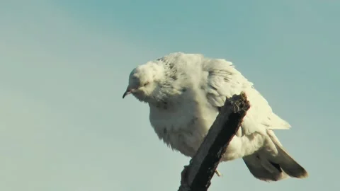 A pigeon from a breed doing back flips while flying, shakes itself off, agai Stock Footage 220318005