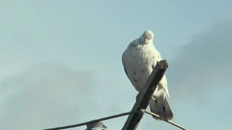 Pigeon from the breed doing back flips while flying, against the sky Vídeos de archivo 220318017