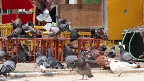 Pigeon Breeding HD Stock Footage 205112885