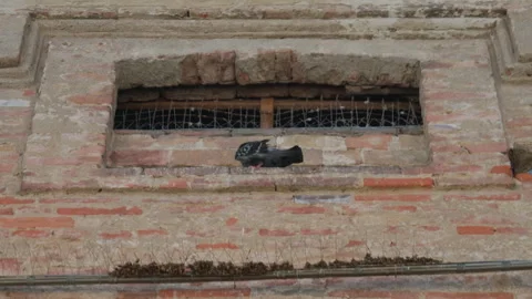 Pigeon brick building wall window handheld static shot Stock Footage 342650992