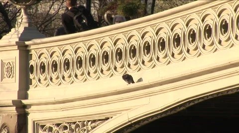 Pigeon on bridge in Central Park 库存影片 455083