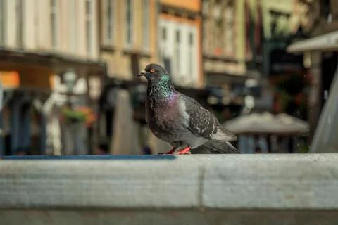 Pigeon on bridge ledge Stock Photos