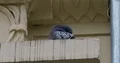 Pigeon at building wall close up cleaning feathers 4k or 4k+ Resolution