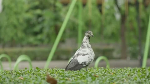 pigeon on a bush in a park in Bangkok, T... Stock Video Pond5