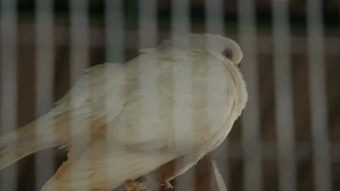 Pigeon in a cage. Birds Stock Footage 107683077