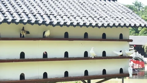 Pigeon Cage with Birds Perched Inside Stock Footage 291002897