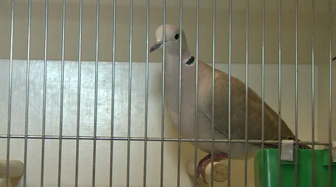 Pigeon in cage at birdshow Stock Footage 32824636