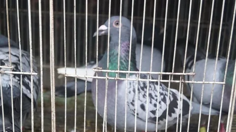 The pigeon in a cage 스톡 동영상 50227908