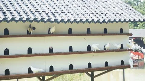 Pigeon Cage with Multiple Compartments for Nesting Stock Photos