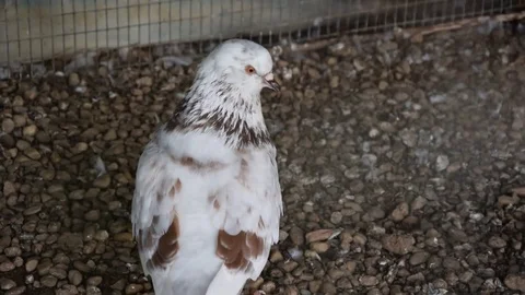 Pigeon in a cage white Stock Footage 75647551
