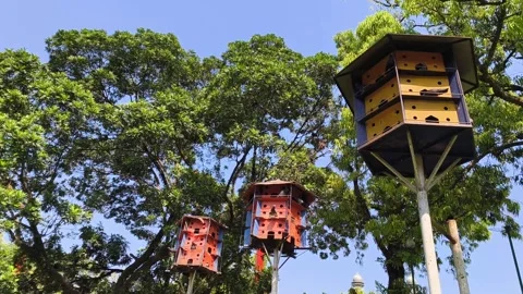 Pigeon cages with a backdrop of garden trees and blue sky Stock Footage 321786334