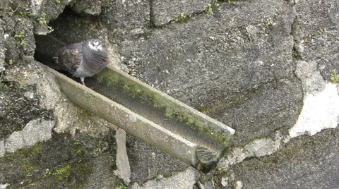 Pigeon on a castle wall 4K Stock Footage 48543386