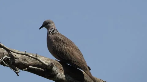 Pigeon caught on a tree Stock Footage 255690573