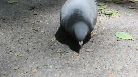Pigeon in Central Park Stock Footage 25682292