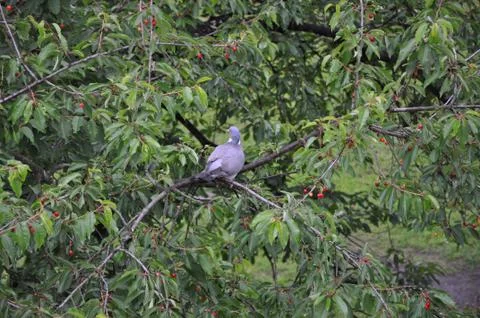 Pigeon on the cherry tree Stock Photos