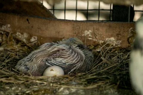 Pigeon chick with a egg Stock Photos