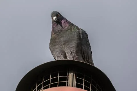 Pigeon at on the chimney. Stock Photos