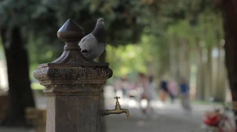 Pigeon in the City  Stock Footage 68797465