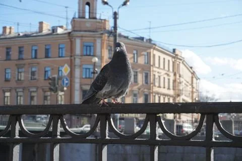 Pigeon in the city Stock Photos