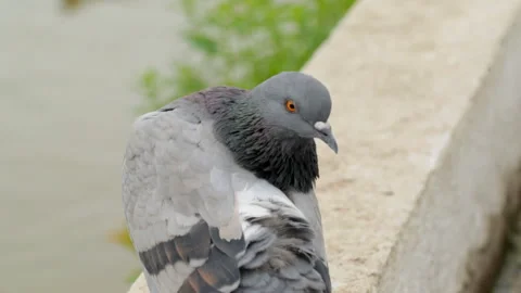Pigeon cleaning feathers Stock Footage 145407832