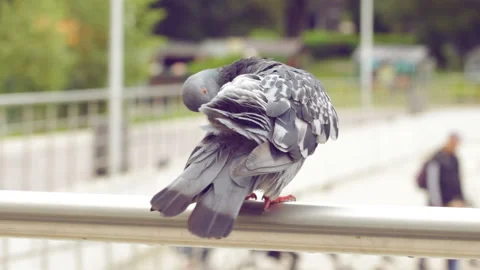 Pigeon cleaning feathers Vidéo 146689996