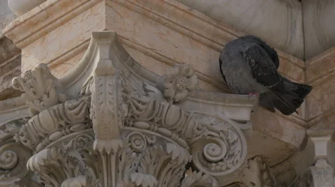 Pigeon cleaning  its feathers near a decorated column in Venice Stock Footage 58792353