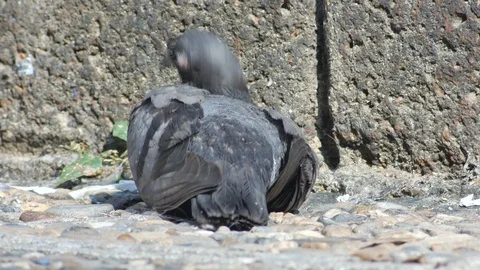Pigeon cleaning its wing Stock Footage 85898003