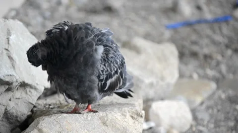 Pigeon cleans feathers Stock Footage 31912207