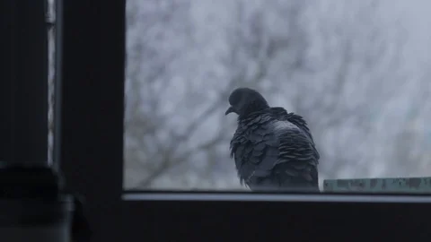 Pigeon cleans feathers Stock Footage 105101016