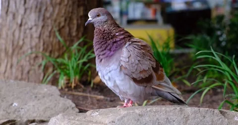 Pigeon cleans its feathers sitting on a stone in a flower bed in a city park Stock Footage 220514654