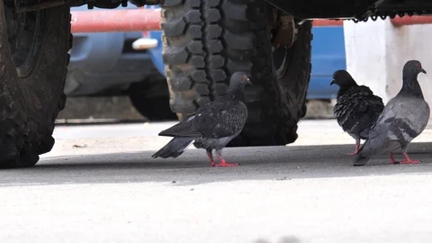 Pigeon cleans itself Stock Footage 107515130