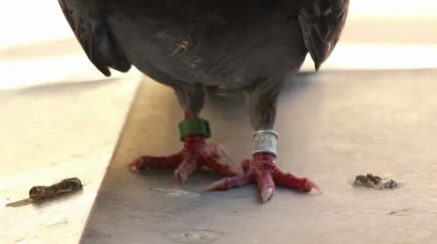 Pigeon Close Up Stock-Footage 29232235