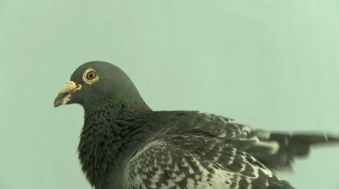 Pigeon close up Stock Footage 34403430
