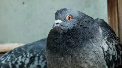 Pigeon Close-up Stock Footage 48580594