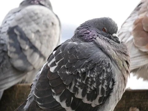 Pigeon Close Up 库存影片 74597063
