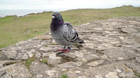 Pigeon in close up Video stock 167292359