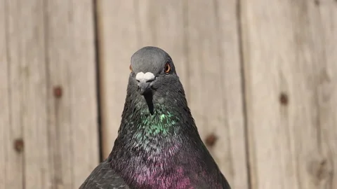 Pigeon close-up looking at the camera Stock Footage 219783174