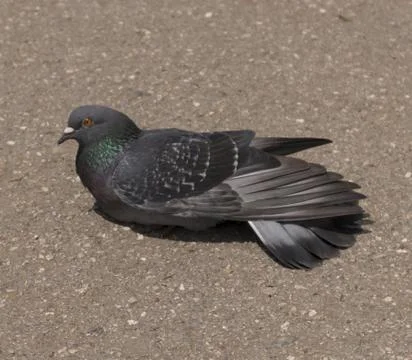 Pigeon close up Stock Photos